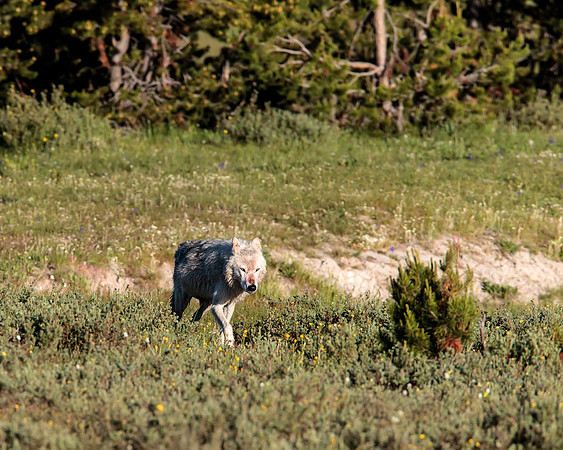 Wolf leaving kill