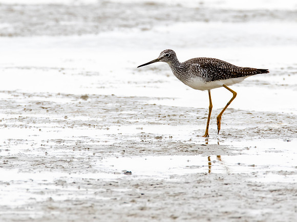 Lesser Yellowlegs Sandpiper - Quivira NWR, KS