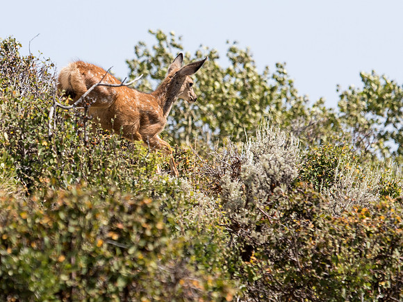Mule Deer - Fossil Butte National Monument, Wy