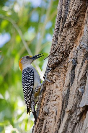 Golden-fronted Woodpecker - Big Bend National Park