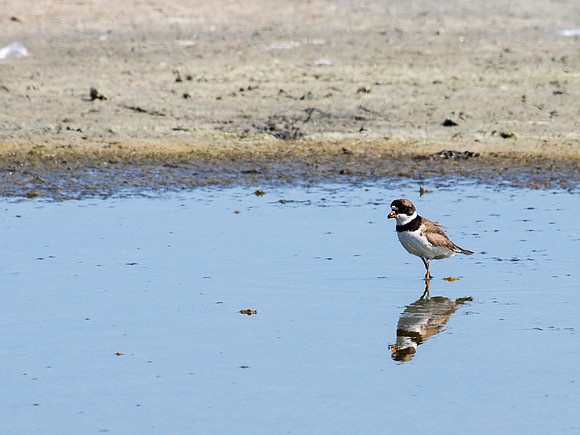Semipalmated Sandpiper - Salton Sea, CA