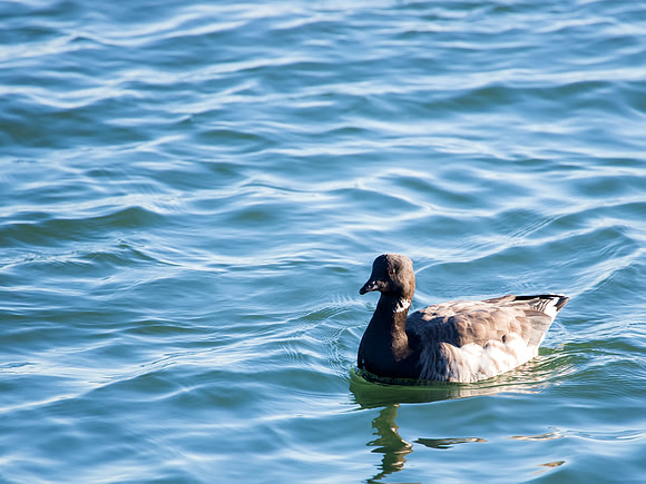 Atlantic Brant, Barneqat Lighthouse State Park, New Jersey