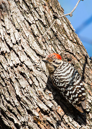 Ladder-backed Woodpecker - Patagonia, AZ