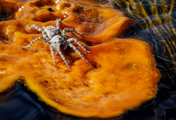 Wolf Spider - Biscuit Basin - 2024