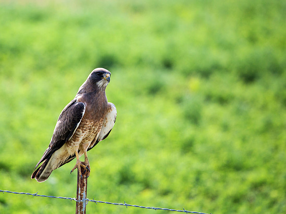 Swainson's Hawk along the roadside in Utah