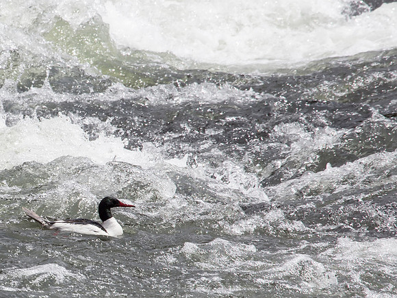 Common Merganser - LeHardys Rapids - Yellowstone National Park