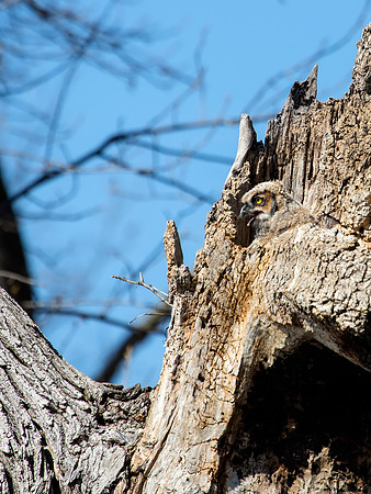 Great Horned Owl owlette - Ottawa NWR, OH