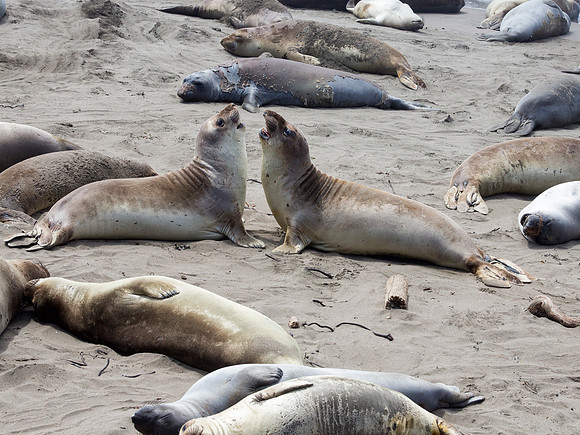 Elephant Seal on beach off of CA-1