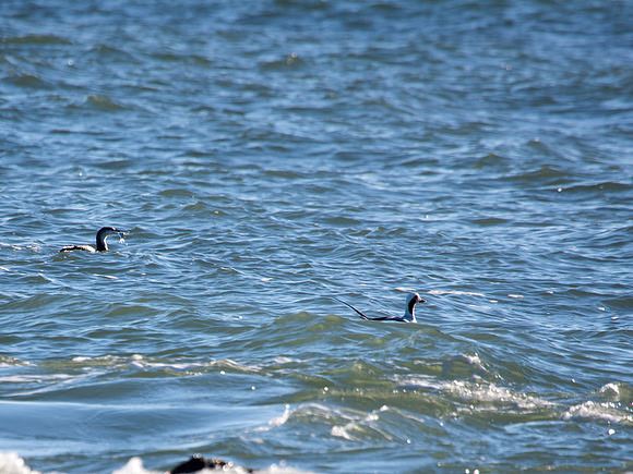 Red-throated Loon with fish and Long-tailed Duck - Barnegat Lighthouse State Park, NJ