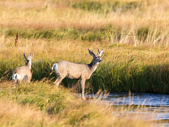 Mule Deer - Yellowstone National Park