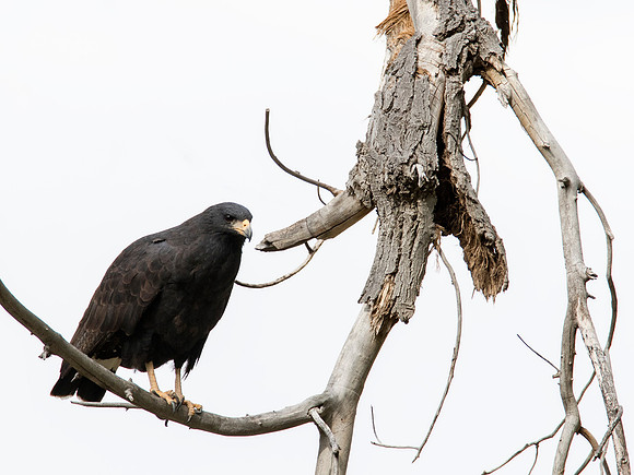 Common Black-Hawk - Big Bend National Park