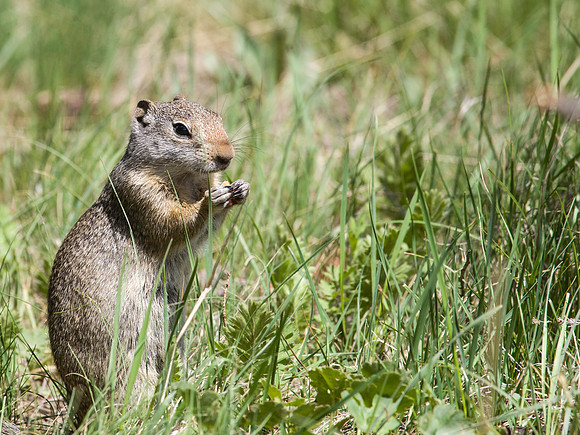 Unita Ground Squirrel - Yellowstone National Park