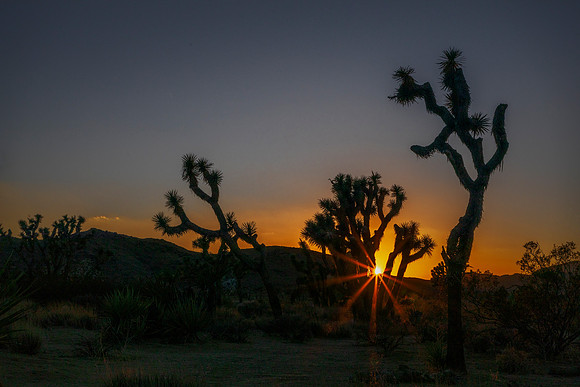 Joshua Tree as the sun sets - Joshua Tree NP