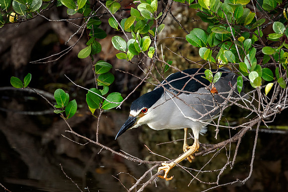 Black-crowned Night Heron - Everglades NP