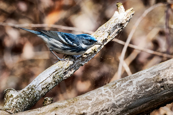 Cerulean Warbler - Magee Marsh