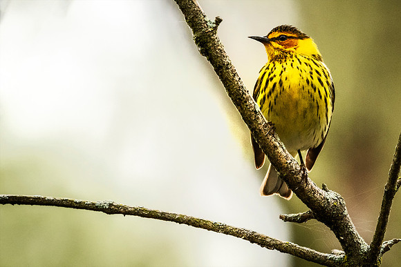Cape May Warbler - Magee Marsh