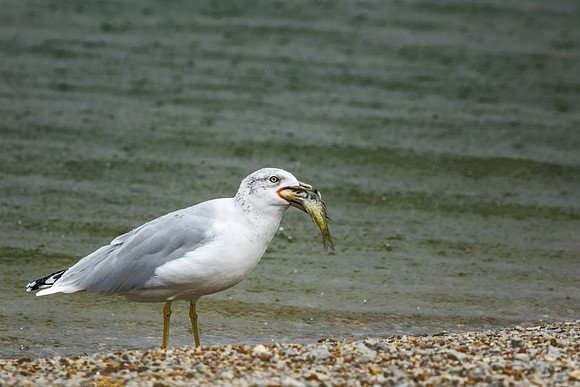 Ring-billed Gull with lunch - Eastwood Metro Park