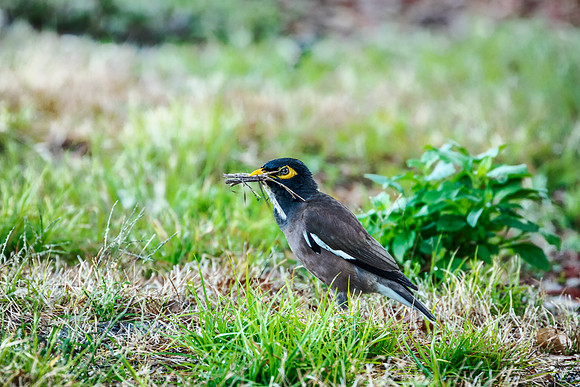Common Myna - Florida