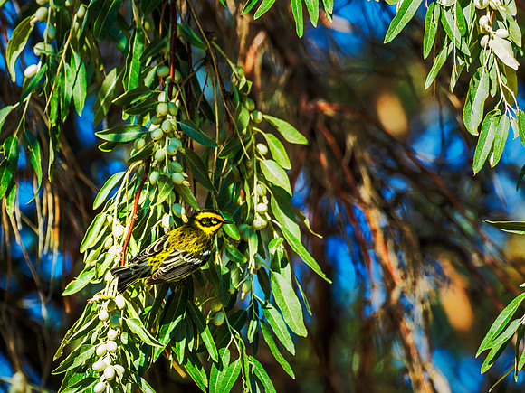 Townsend's Warbler - Antelope Island, UT