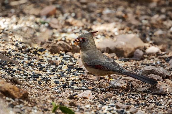 Pyrrhuloxia - Hereford, AZ