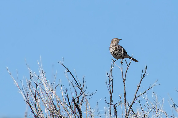 Sage Thrasher - Antelope Island SP Utah