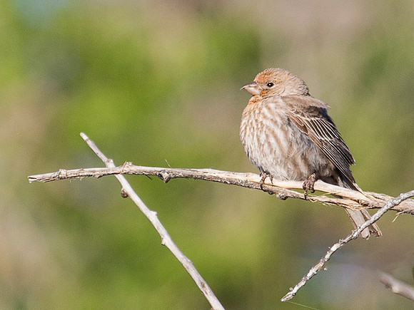 Orange Morph House Finch - Bosque del Apache NWR