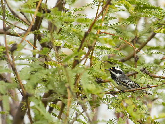 Black-throated Gray Warbler - Saquaro National Park