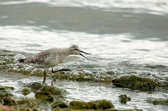 Red Knot Sandpiper - East Fork State Park Ohio