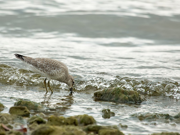 Red Knot Sandpiper - I love the water rolling in - East Fork State Park Ohio