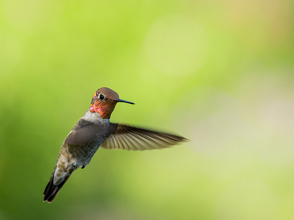 Anna's Hummingbird - Ash Canyon B & B in Hereford, AZ