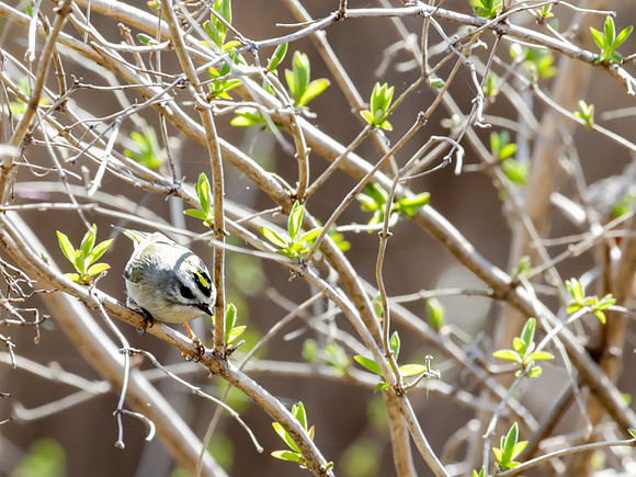 Golden-crowned Kinglet - Magee Marsh, Ohio