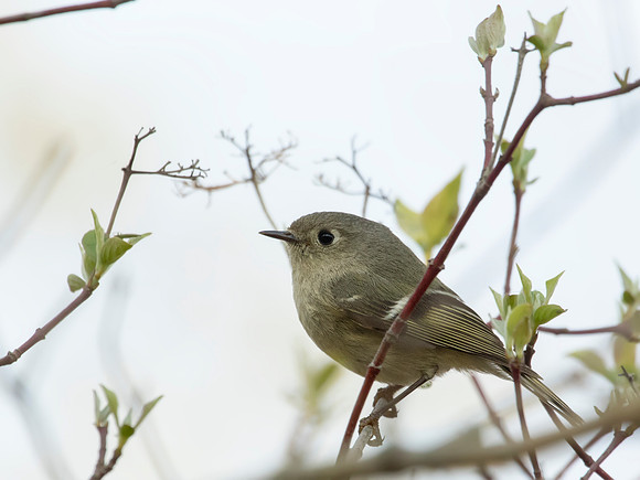 Ruby-crowned Kinglet - Magee Marsh, Ohio