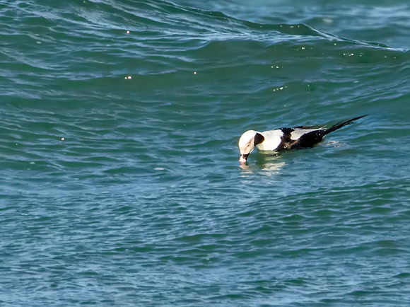Long-tailed Duck