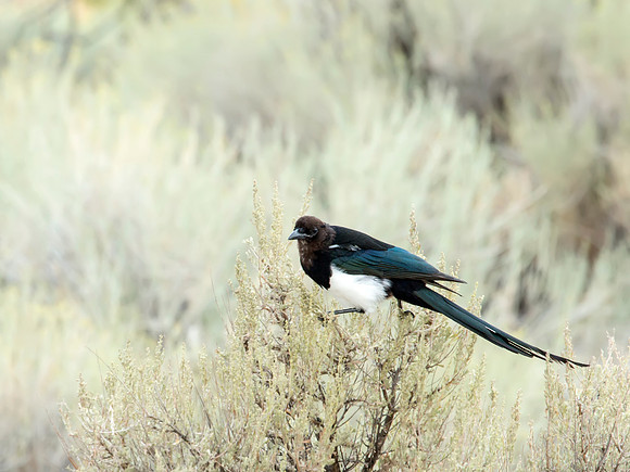 Black-billed Magpie - Antelope Island SP, Utah