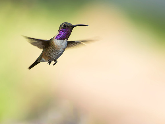 Lucifer Hummingbird - Ash Canyon B & B in Hereford, AZ