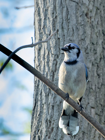 Blue Jay - Magee Marsh Wildlife Area