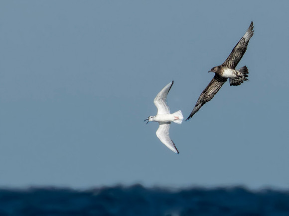 Pomarine Jaeger chasing a Bonaparte's Gull- Cape Cod Seashore