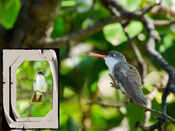 Violet-capped Hummingbird - Paton's Yard Patagonia, AZ