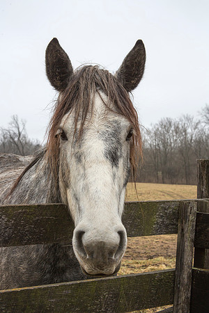 Horse just hanging out