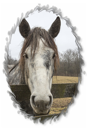 Horse just hanging out