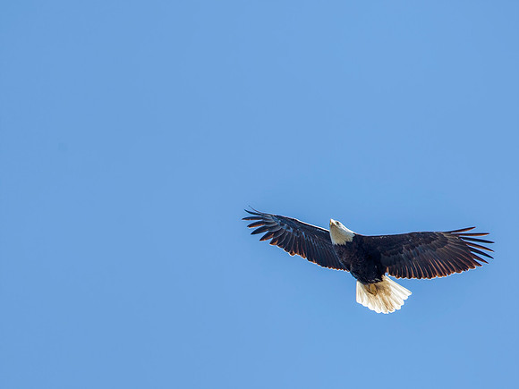 Bald Eagle - Magee Marsh Wildlife Area