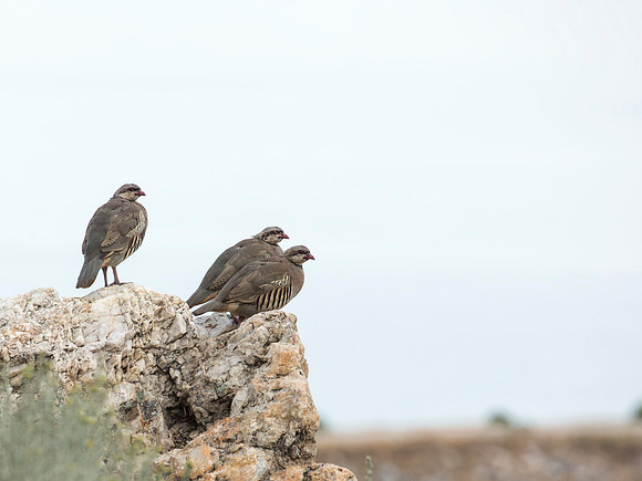 Chukar - Antelope Island State Park, UT