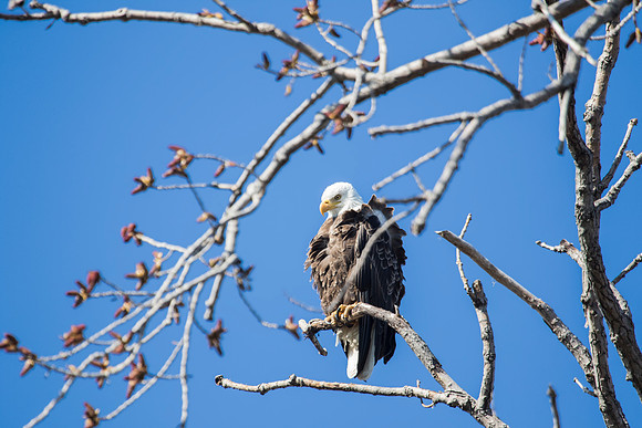 Bald Eagle - Magee Marsh Wildlife Area