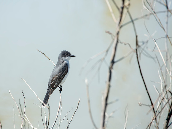 Eastern Kingbird - Ottawa NWR