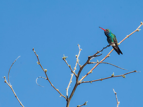 Broad-billed Hummingbird - Hereford, AZ