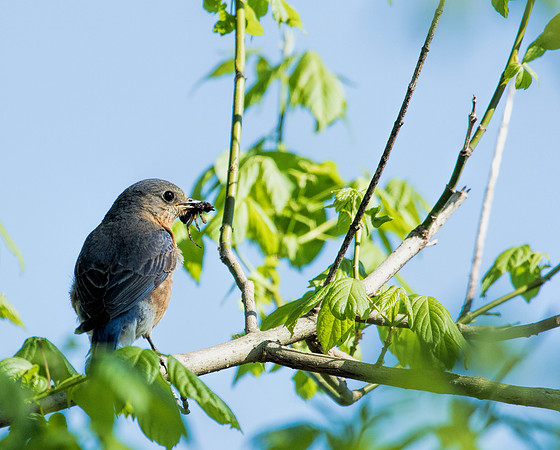 Eastern Bluebird with dinner - East Fork SP