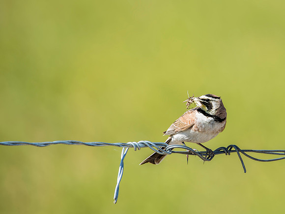 Horned Lark warming dinner in the sun - Idaho
