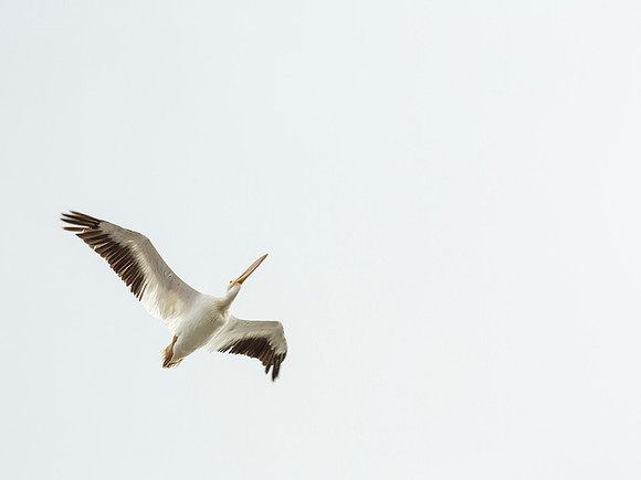 American White Pelican - Riverlands Migratory Bird Sanctuary, Missouri