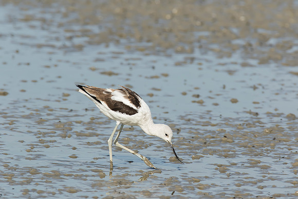 American Avocet - Bear River Bird Migratory Refuge, UT