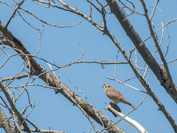 American Kestrel ready with his lunch - Bosque del Apache NWR, NM